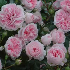 Rosier  Pouloma synonyme Bossa Nova - Rosiers couvre-sol et tapissants