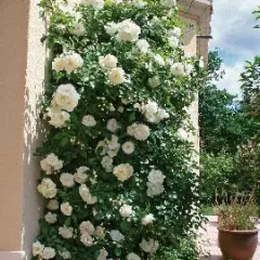 Rosier OPALIA® Noa140702 - Rosiers grimpants