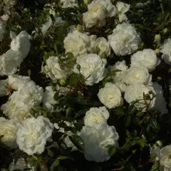 Rosier Claysnow synonyme Snowballet - Rosiers couvre-sol et tapissants