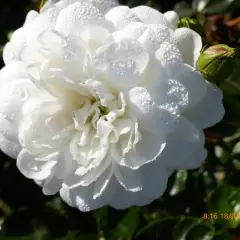 Rosier Claysnow synonyme Snowballet - Rosiers couvre-sol et tapissants