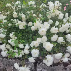 Rosier Claysnow synonyme Snowballet - Rosiers couvre-sol et tapissants