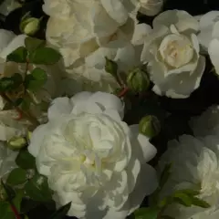 Rosier Claysnow synonyme Snowballet - Rosiers couvre-sol et tapissants