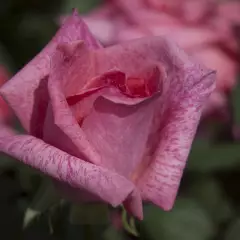 Rosier Pierre Cardin® Meilolipo - Rosiers à grandes fleurs