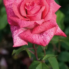 Rosier Pierre Cardin® Meilolipo - Rosiers à grandes fleurs