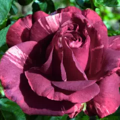 Rosier Brownie® Simstripe - Rosiers grimpants