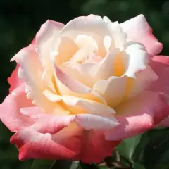 Rosier Laetitia Casta® Meilampario - Rosiers à grandes fleurs