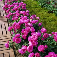 Rosier Leonard de Vinci ® Meideauri - Rosiers à grandes fleurs