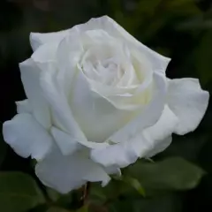 Rosier Pierre Arditi® Meicalanq - Rosiers à grandes fleurs