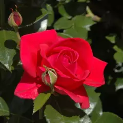 Rosier Adharman synonyme LE GRAND HUIT - Rosiers à grandes fleurs