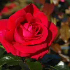 Rosier Adharman synonyme LE GRAND HUIT - Rosiers à grandes fleurs