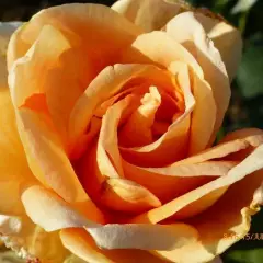 Rosier Beauté - Rosiers à grandes fleurs