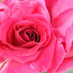 Rosier Criterion - Rosiers à grandes fleurs