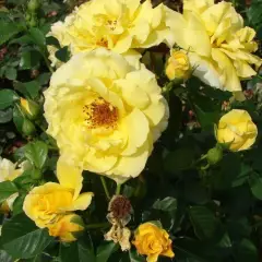 Rosier Lucia - Rosiers arbustifs