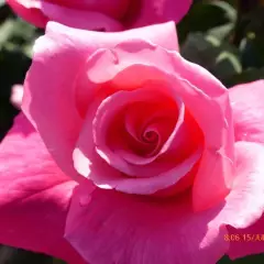 Rosier Prima Ballerina - Rosiers à grandes fleurs