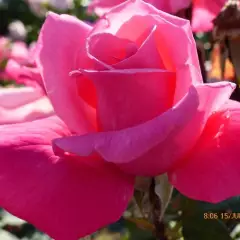 Rosier Prima Ballerina - Rosiers à grandes fleurs