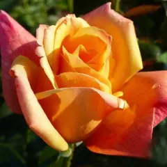 Rosier Sutter's Gold - Rosiers à grandes fleurs
