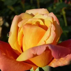 Rosier Sutter's Gold - Rosiers à grandes fleurs