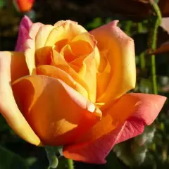 Rosier Sutter's Gold - Rosiers à grandes fleurs