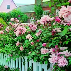 Rosier Albertine - Rosiers lianes (grimpants)