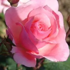 Rosier Queen Elisabeth - Rosiers à massifs