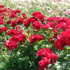 Rosier Lili Marleen - Rosiers à massifs