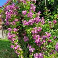 Rosier Liane Veilchenblau - Rosiers lianes (grimpants)