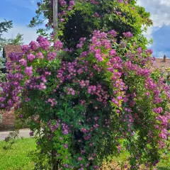 Rosier Liane Veilchenblau - Rosiers lianes (grimpants)