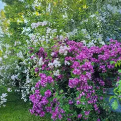 Rosier Liane Veilchenblau - Rosiers lianes (grimpants)