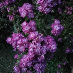 Rosier Liane Veilchenblau - Rosiers lianes (grimpants)