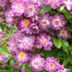 Rosier Liane Veilchenblau - Rosiers lianes (grimpants)