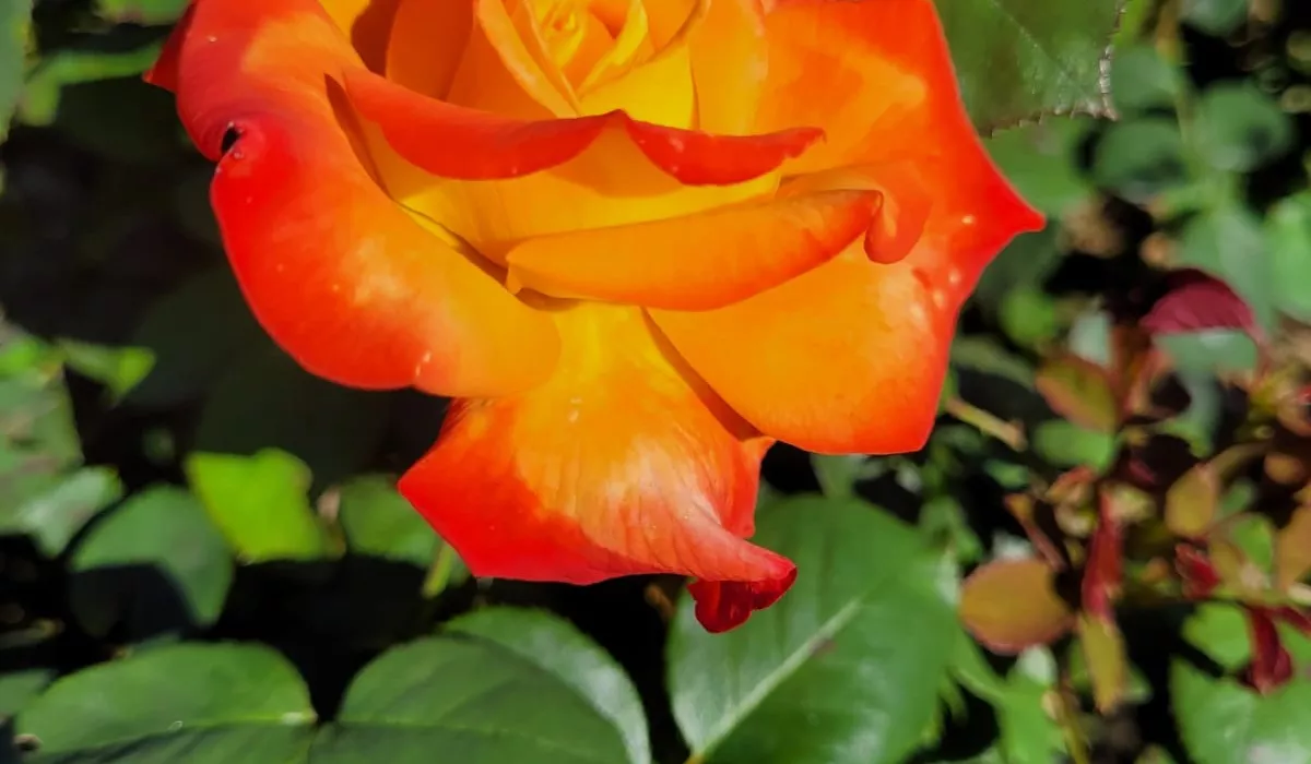 Rosebush Henryane de Chaponay ® Ora 351