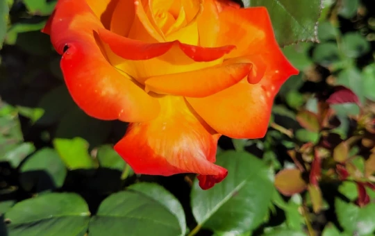 Rosier HENRYANE DE CHAPONAY® Ora 351