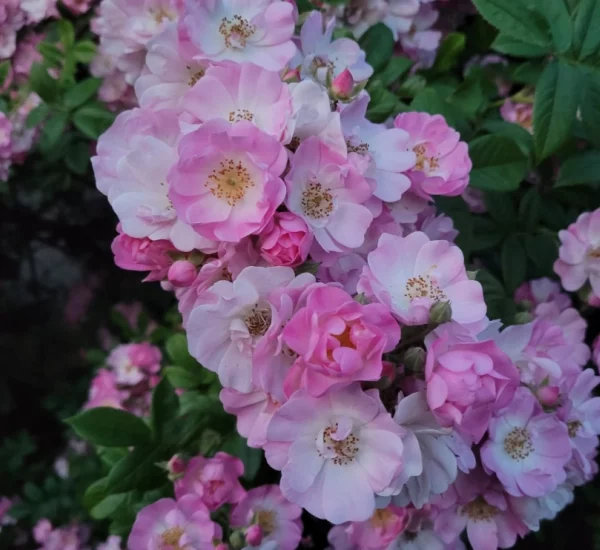 Rosiers lianes (grimpants)