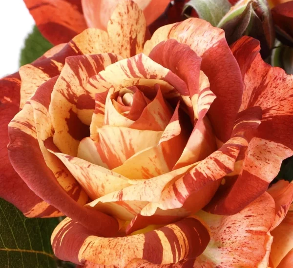 Rosiers arbustifs
