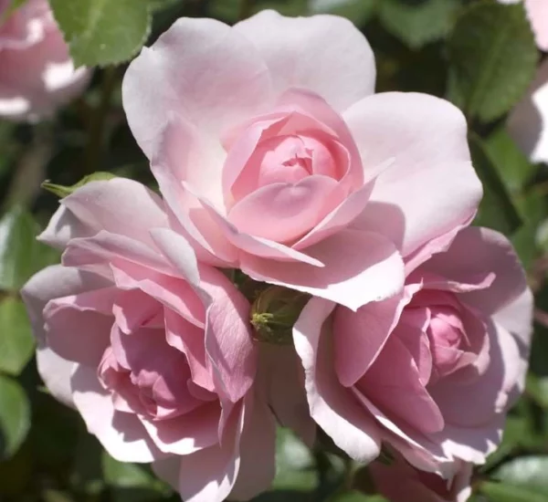 Rosiers paysagers