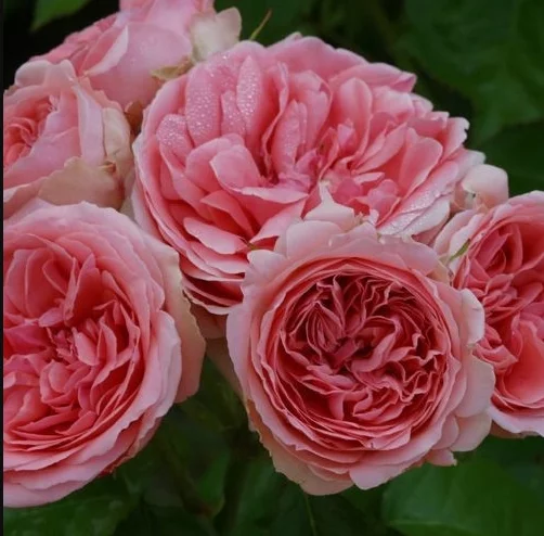 Rosiers à massifs