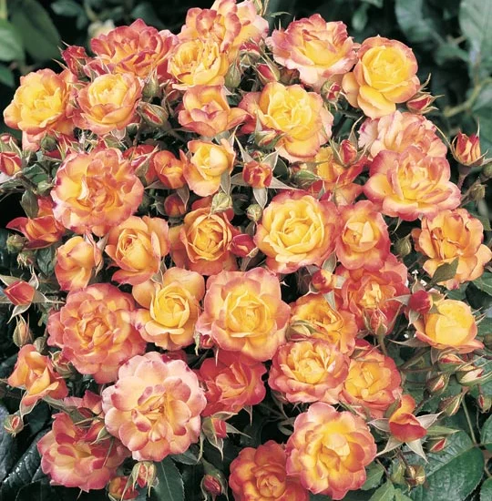 Rosiers nains