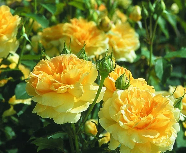 Rosier MOLINEUX ® Ausgold