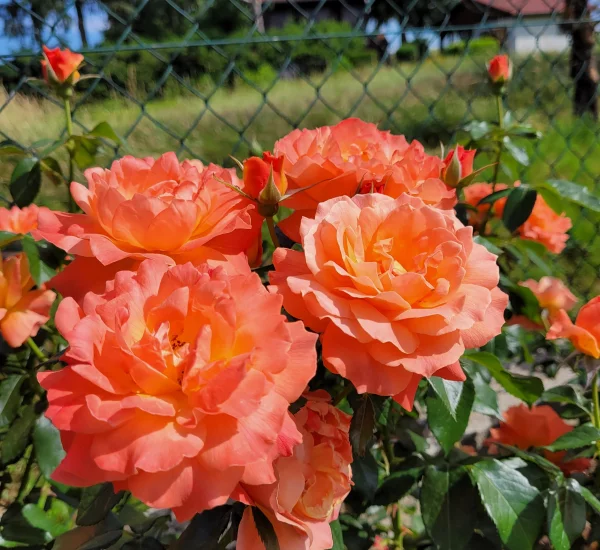 Rosier Fellowship ® Harwelcome