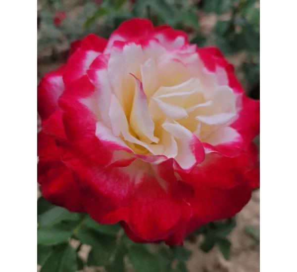 Rosier Andeli synonyme Double Delight