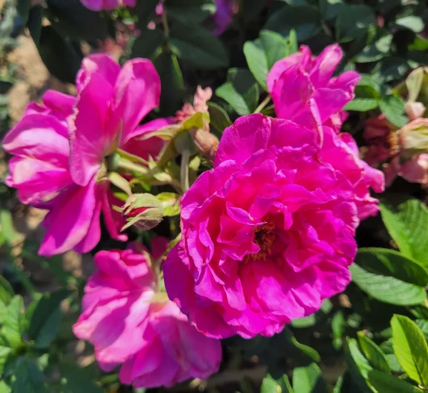 Rosier Pierrette Rugosa