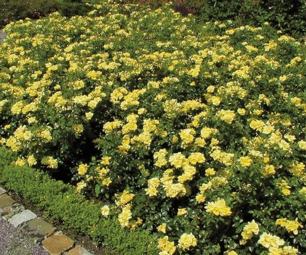Rosier Suneva ® Noalesa