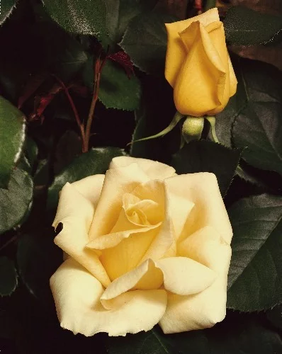 Rosebush Elina ® Dicjana