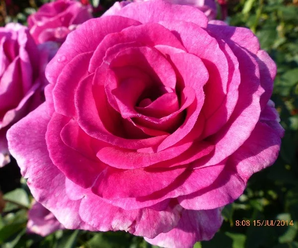 Rosier VIOLETTE PARFUMEE® Dorientsar