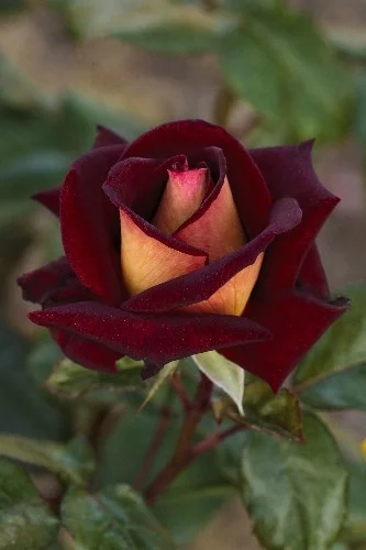 Rosebush Eddy Mitchell ® Meirysett