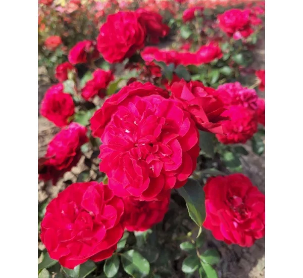 Rosier Mona Lisa® Meilyxir