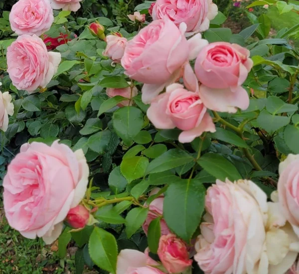 Rosier l'Alhambra® Tan97289