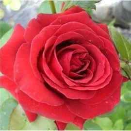 Rosier Dame De Coeur
