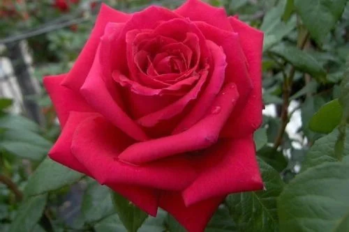 Rosier Mister Lincoln