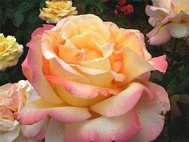 Rosier Mme A. Meilland